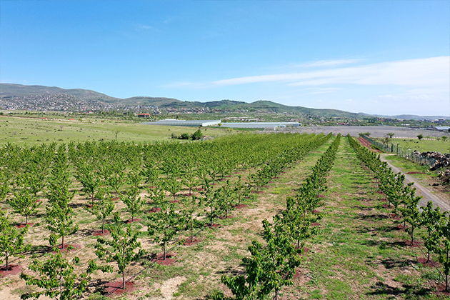 INTENSIVE ORCHARD IN DZORAGHBYUR