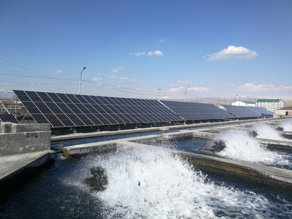 Մխչյան Ֆիշ - 1.jpg