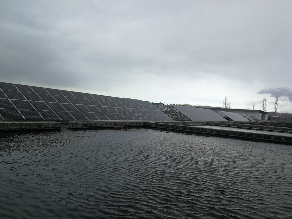 mkhchyan fish1 (1).jpg